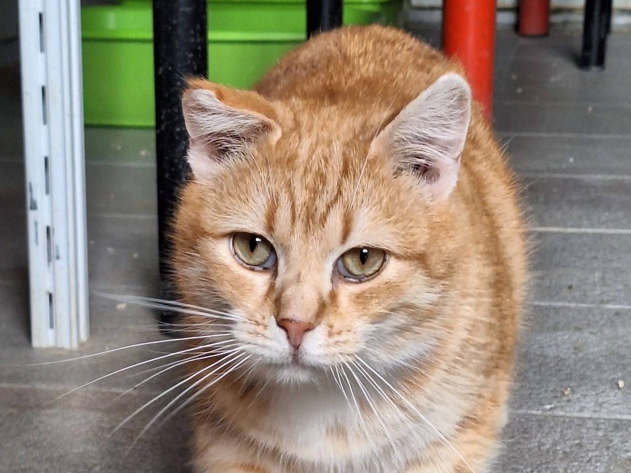 Adozione gatto, maschio, Razza sconosciuta Razza sconosciuta, 3 anni e 10 mesi, taglia non valida, Bologna