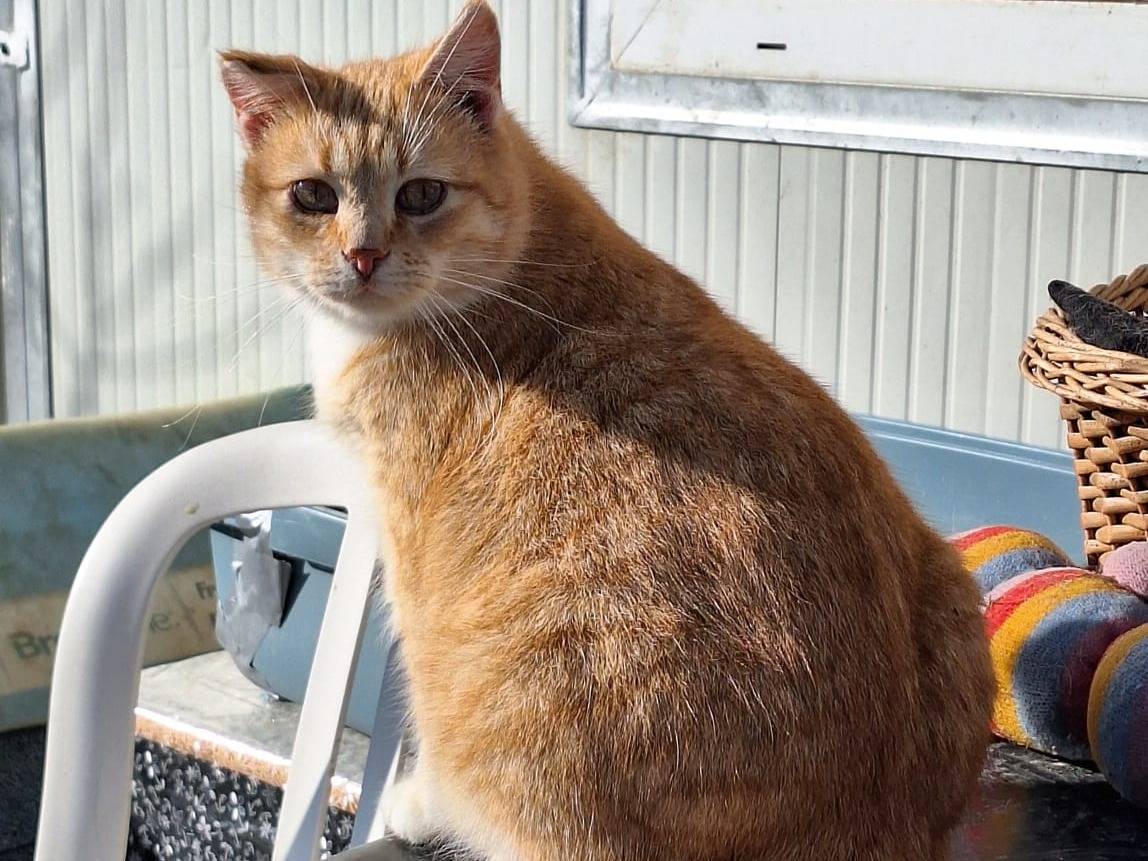 Adotta un gatto, maschio, 3 anni e 10 mesi, Bologna