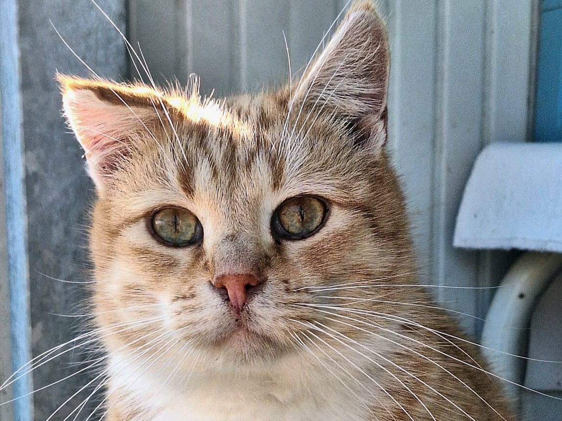 Vuoi adottare un gatto a Bologna?