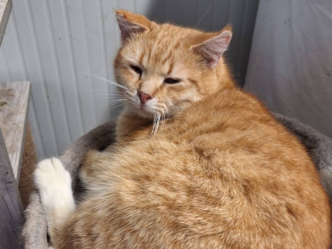 Adotta il gatto Ruby a Bologna