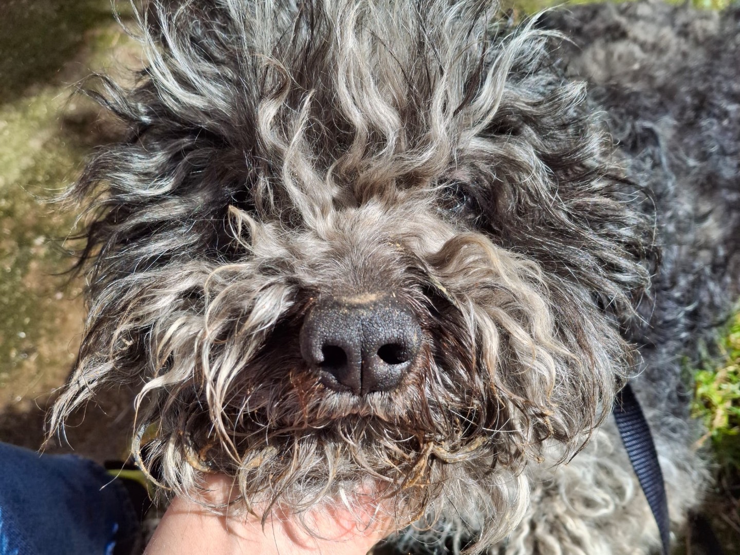 Adozione cane, maschio, Lagotto Razza sconosciuta, 1 anno, taglia media, Salerno