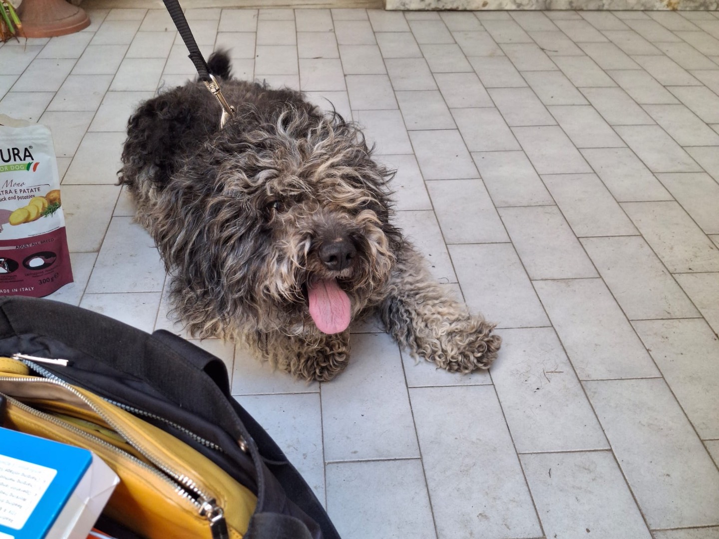 Adotta un cane, maschio, 1 anno, Salerno