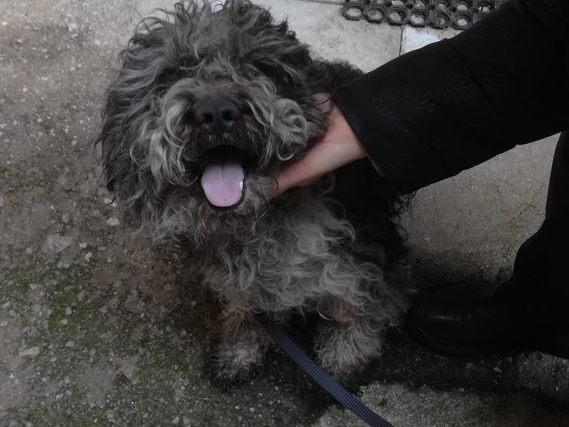 Adotta un cane, taglia media, maschio, Salerno