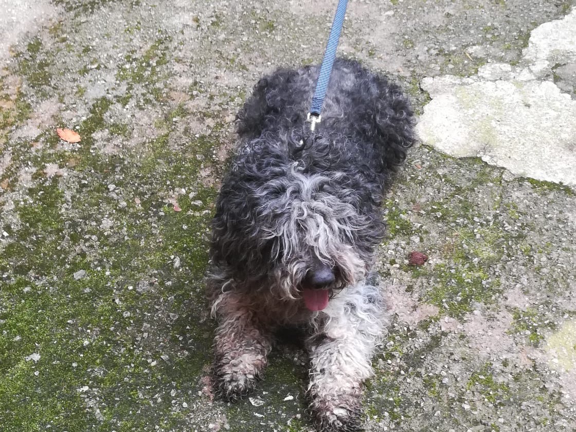 Vuoi adottare un cane a Salerno?