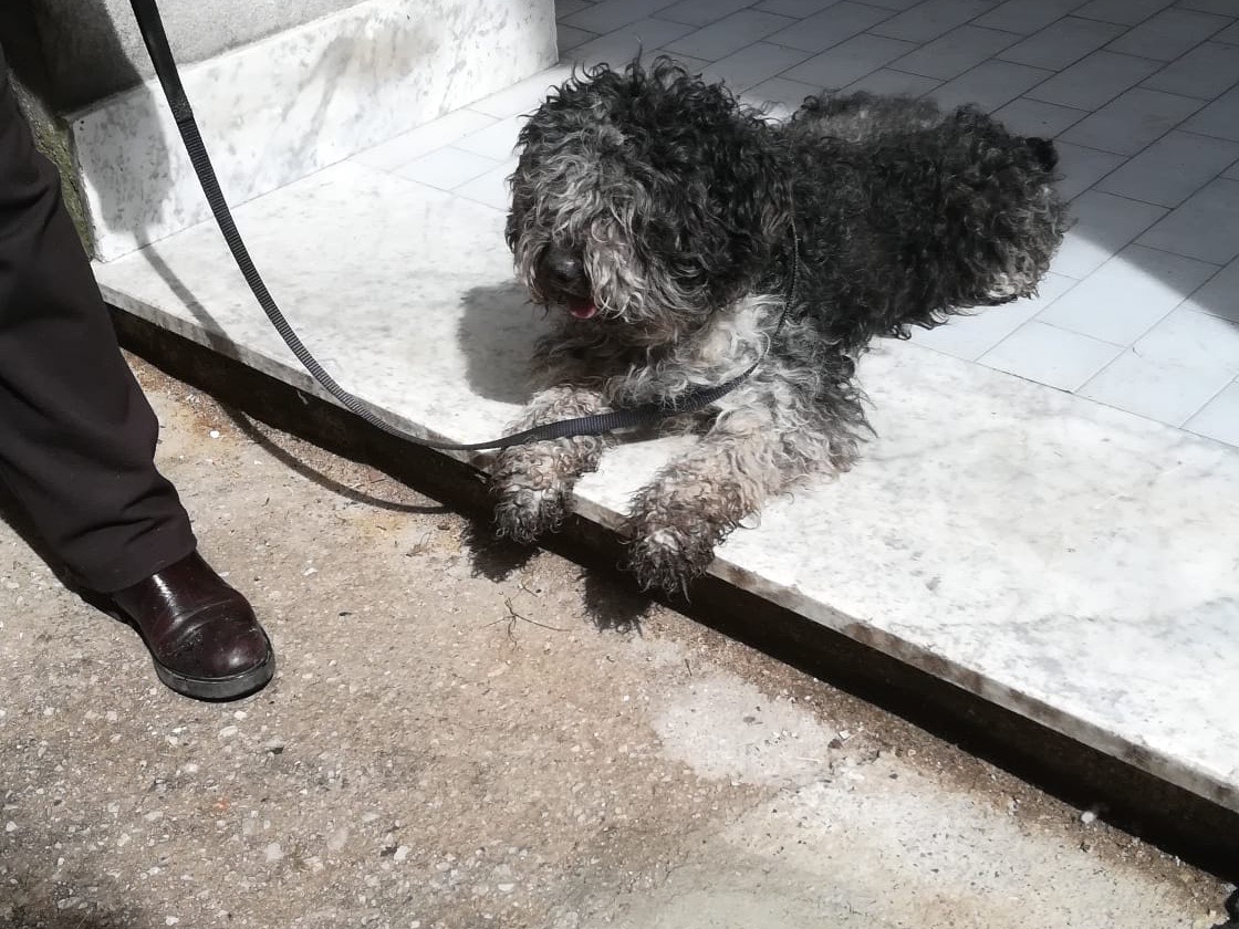 Adotta il cane Mirtillo a Salerno