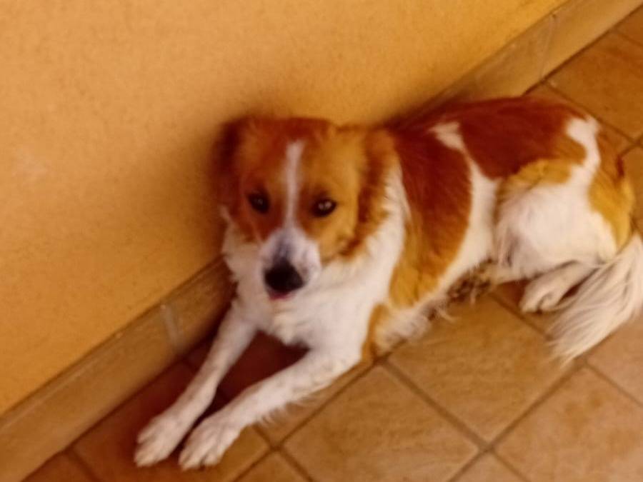 Adozione cane, femmina, Razza sconosciuta Razza sconosciuta, 6 mesi, taglia media contenuta, Latina