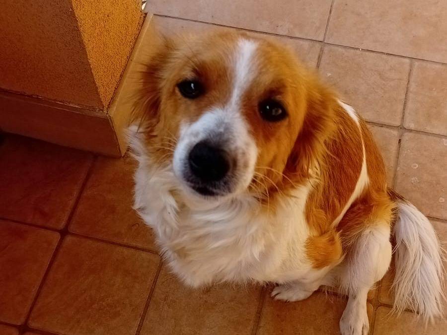 Adotta un cane, femmina, 6 mesi, Latina