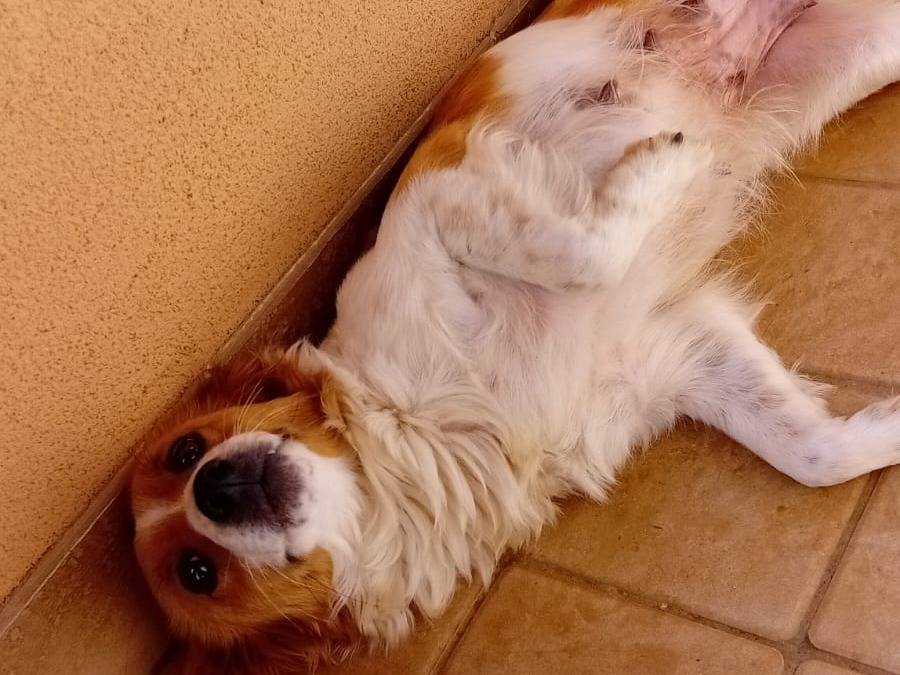 Adotta un cane, taglia media contenuta, femmina, Latina