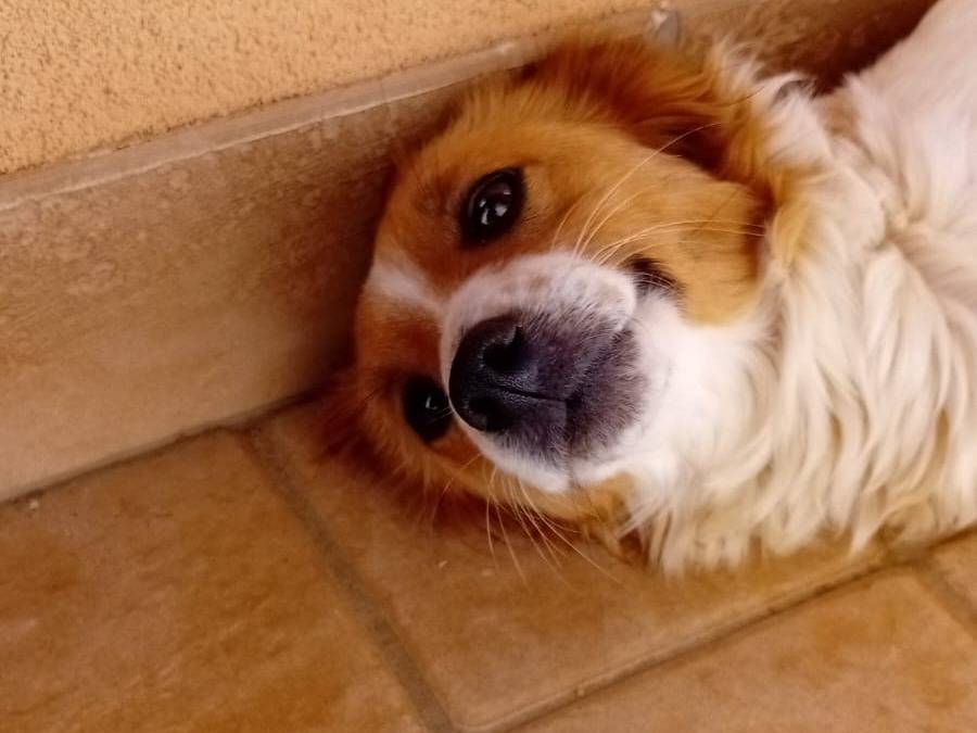 Vuoi adottare un cane a Latina?