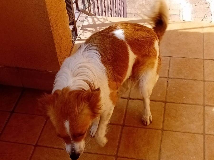 Adotta il cane CHANEL a Latina