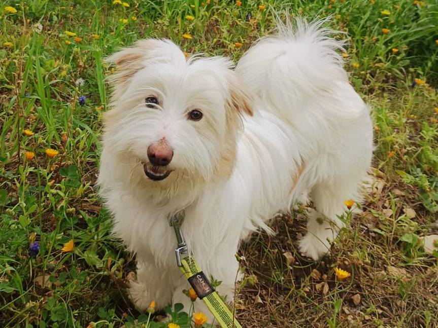 Adozione cane, femmina, Maltese Maltese, 9 mesi, taglia piccola, Milano