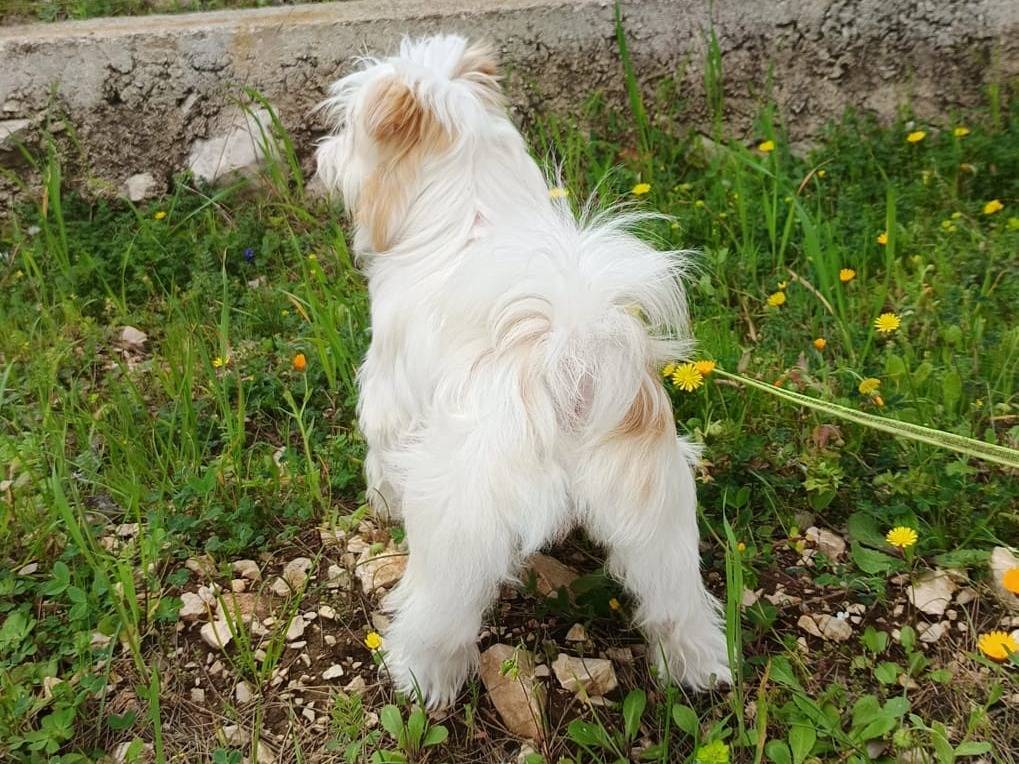 Adotta un cane, femmina, 9 mesi, Milano