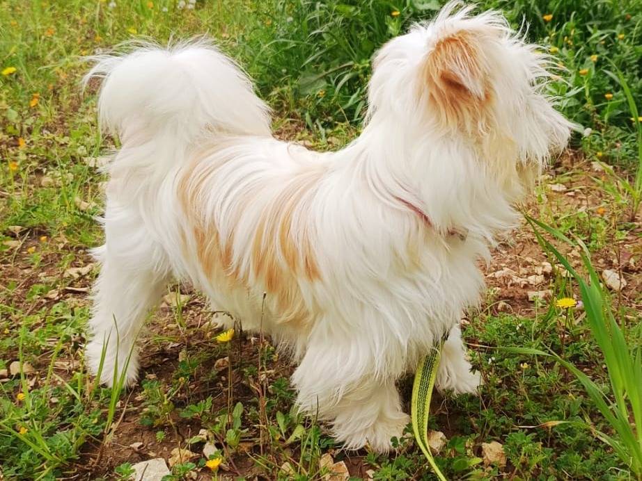 Adotta un cane, taglia piccola, femmina, Milano