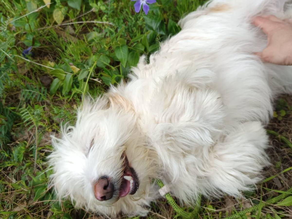 Vuoi adottare un cane a Milano?