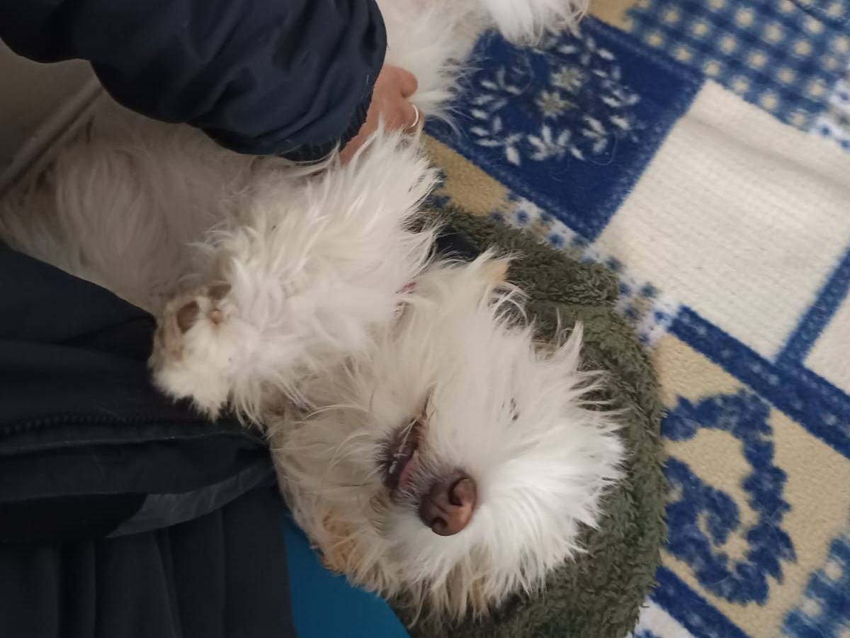 Adotta il cane Diana a Milano