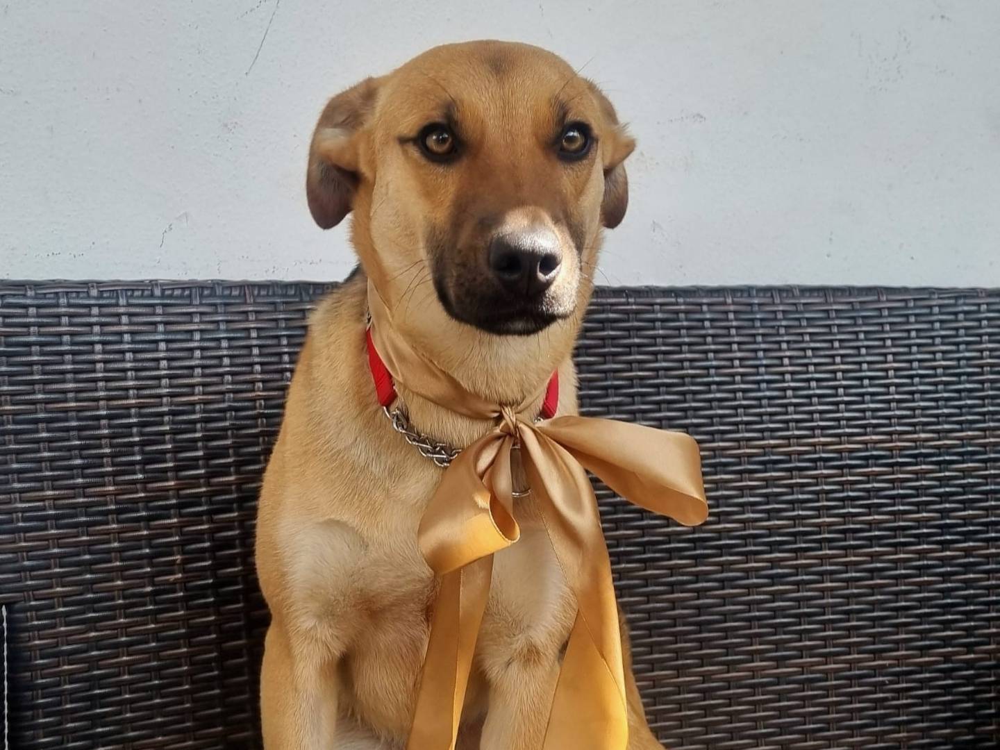 Adotta un cane, femmina, 8 mesi, Taranto