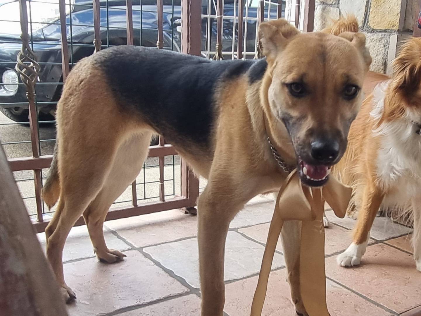 Adotta un cane, taglia media, femmina, Taranto