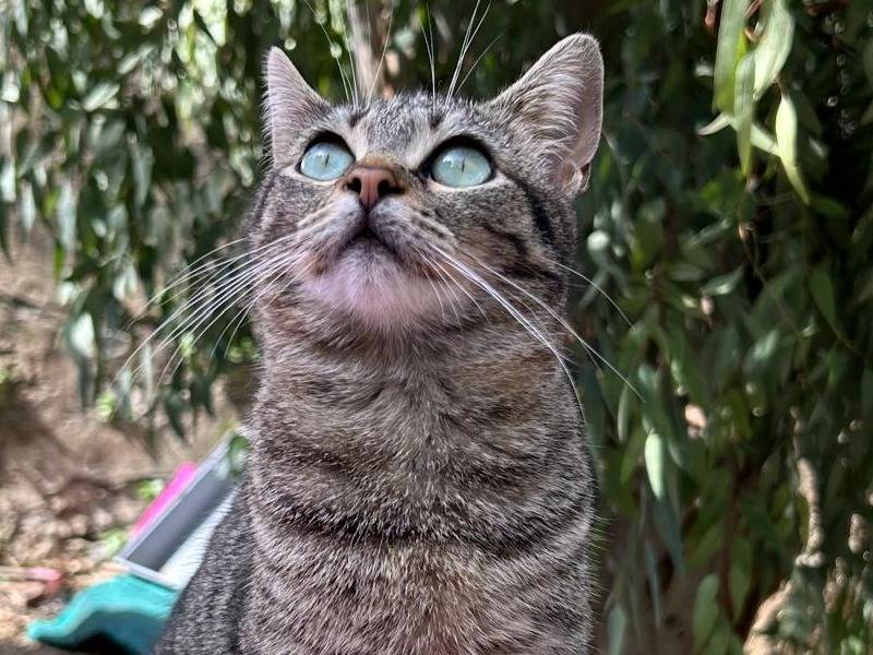 Adozione gatto, femmina, Razza sconosciuta Razza sconosciuta, 9 mesi, taglia non valida, Palermo