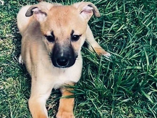 Adozione cane, femmina, Razza sconosciuta Razza sconosciuta, 2 mesi, taglia media, Siracusa