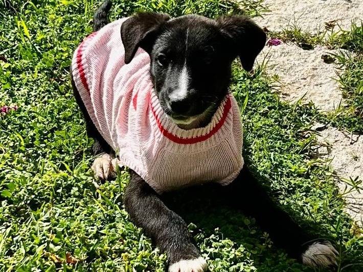 Adozione cane, femmina, Razza sconosciuta Razza sconosciuta, 2 mesi, taglia media, Siracusa