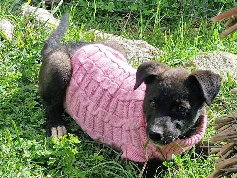 Adozione cane, femmina, Razza sconosciuta Razza sconosciuta, 3 mesi, taglia media, Siracusa