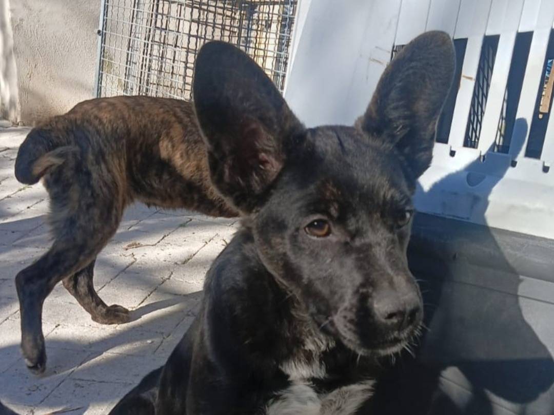 Adozione cane, maschio, Razza sconosciuta Razza sconosciuta, 7 mesi, taglia media, Siracusa
