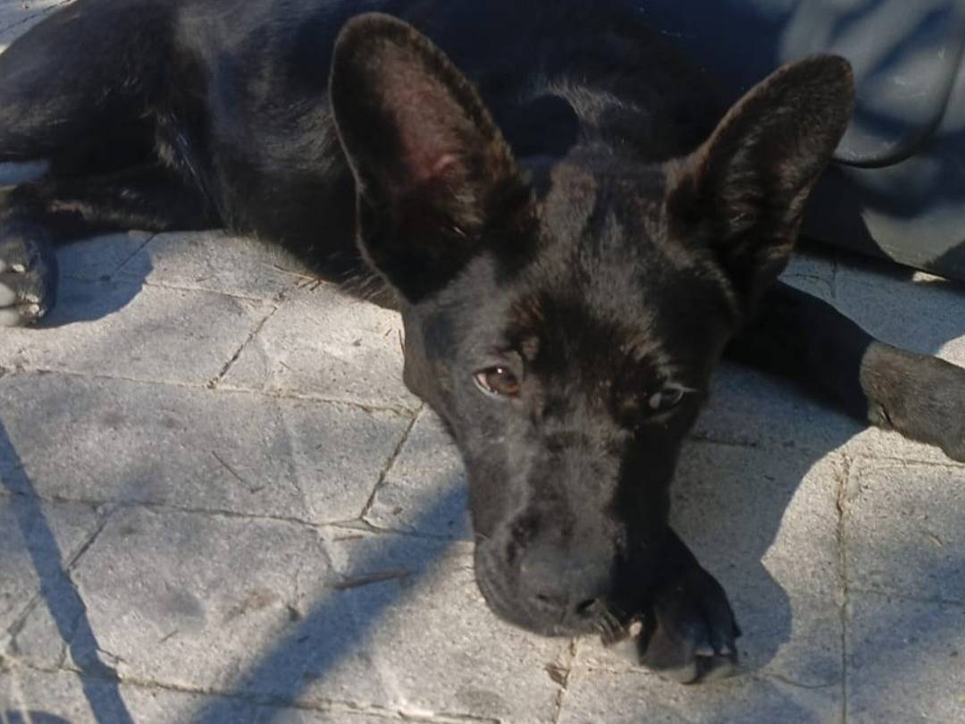 Adotta un cane, taglia media, maschio, Siracusa