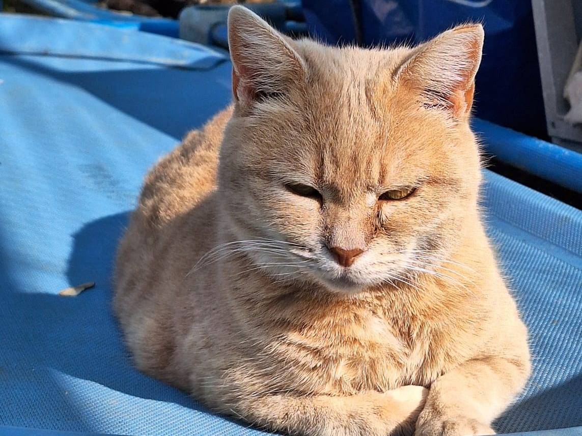 Adozione gatto, femmina, Razza sconosciuta Razza sconosciuta, 4 anni e 1 mese, taglia non valida, Bologna