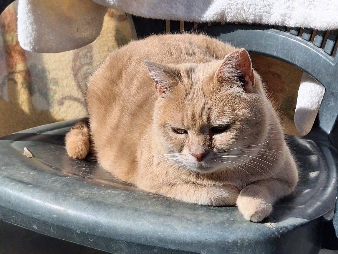 Adotta un gatto, femmina, 4 anni e 1 mese, Bologna