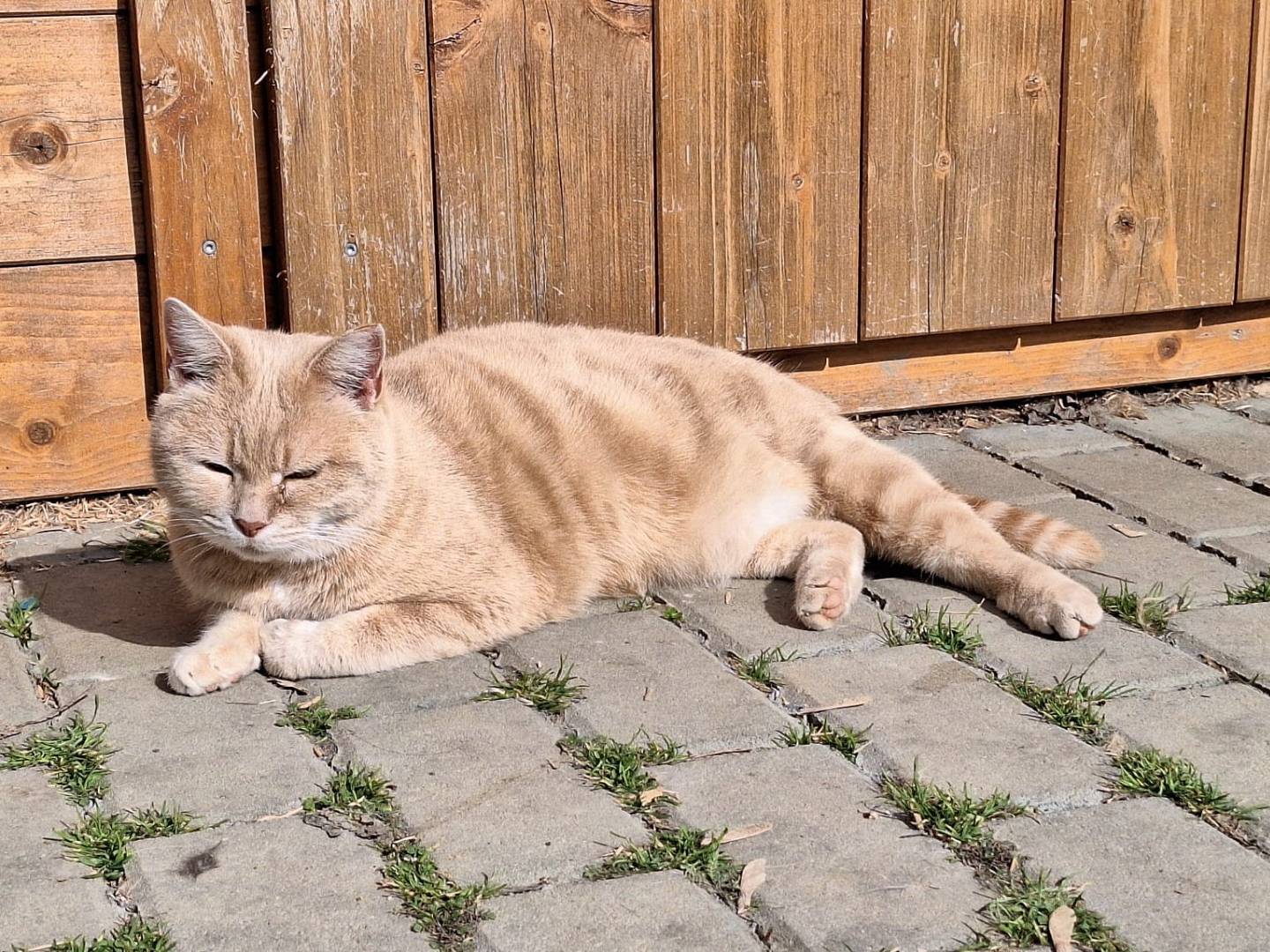 Vuoi adottare un gatto a Bologna?