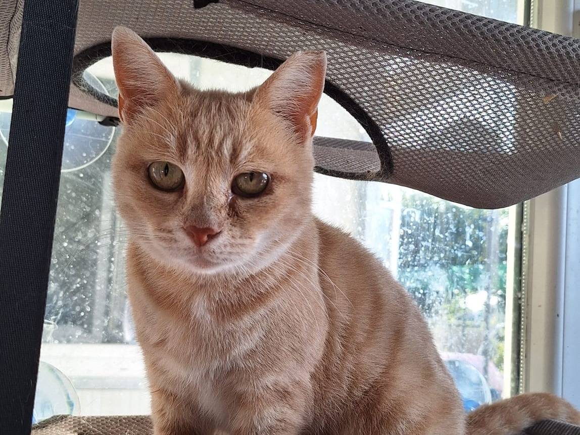 Adotta il gatto Ròselin a Bologna