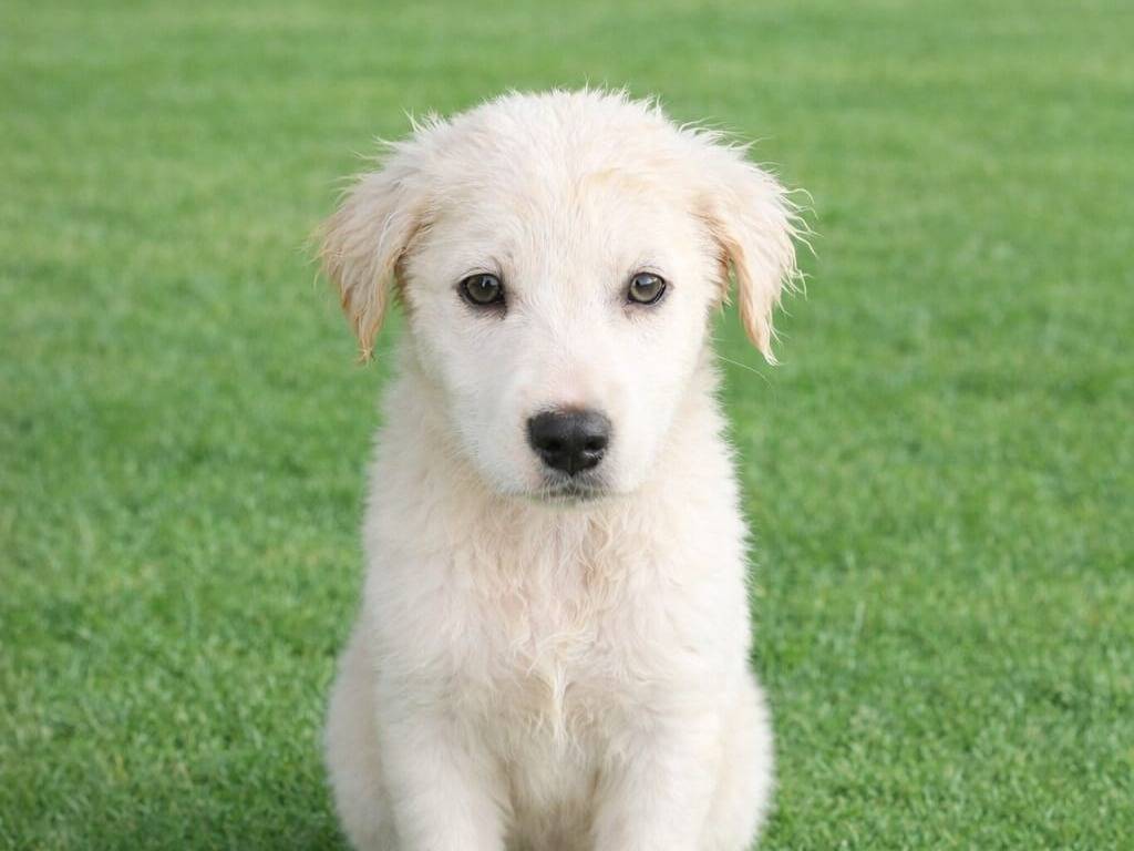 Adozione cane, femmina, Razza sconosciuta Razza sconosciuta, 2 mesi, taglia media, Siracusa