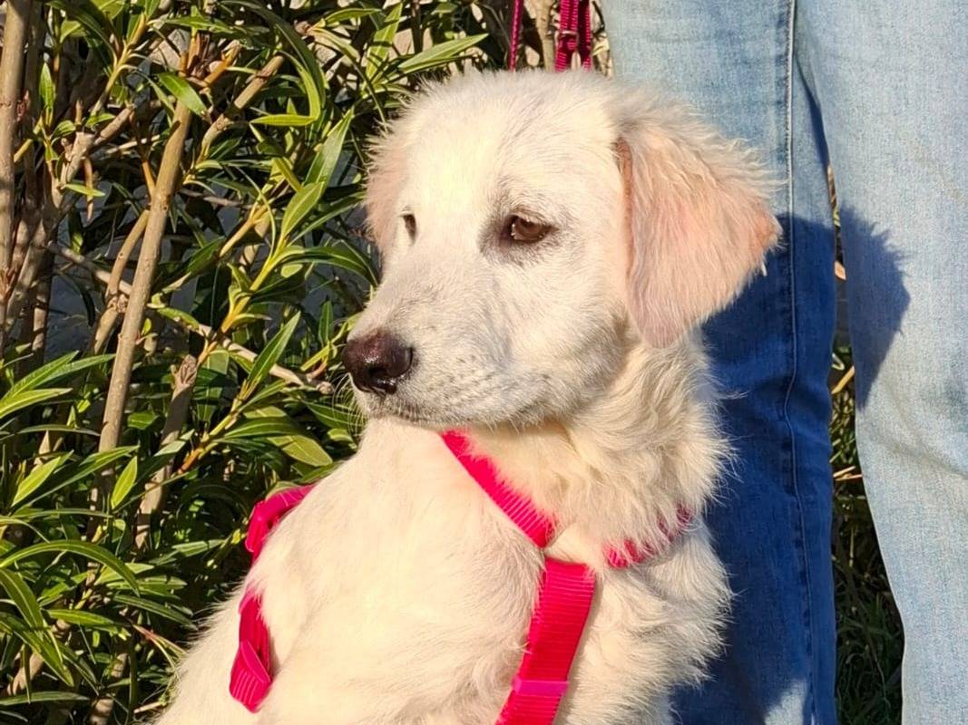 Adozione cane, femmina, Razza sconosciuta Razza sconosciuta, 4 mesi, taglia media, Trento