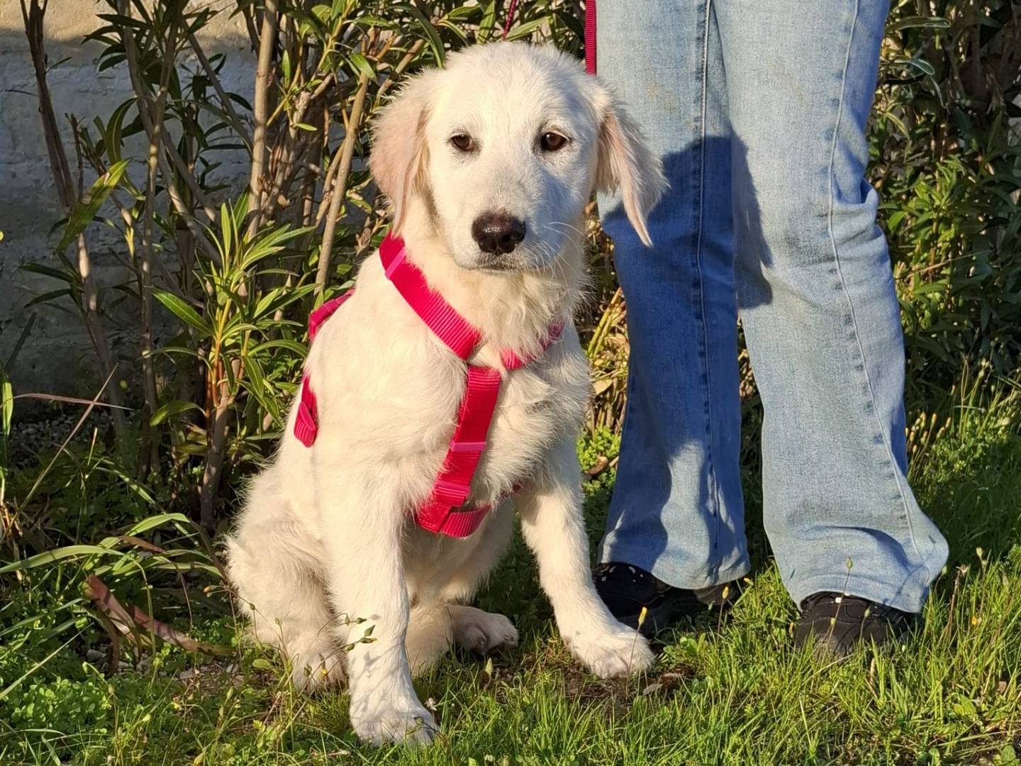 Adotta un cane, femmina, 4 mesi, Trento