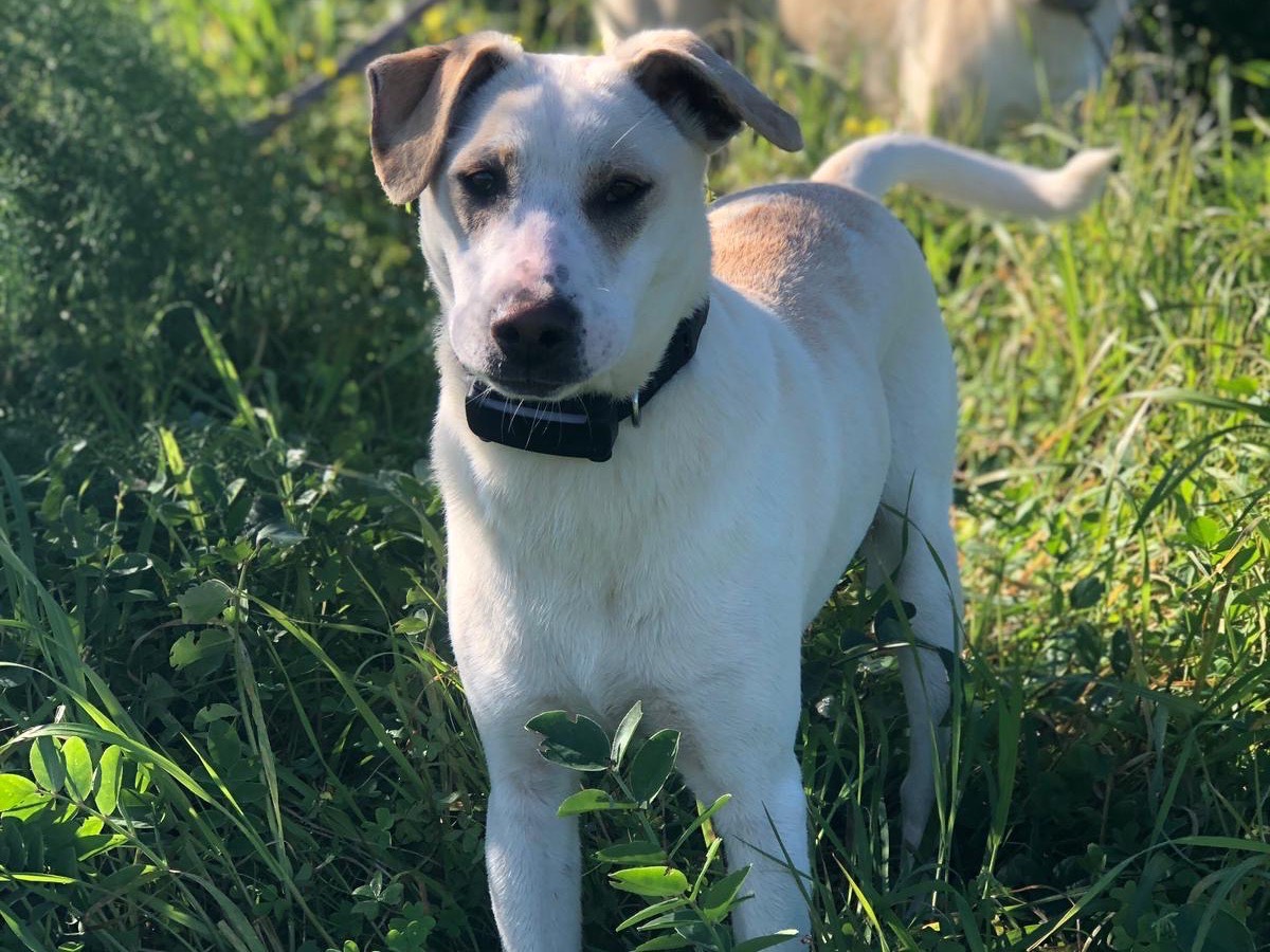 Adozione cane, maschio, Razza sconosciuta Razza sconosciuta, 6 mesi, taglia media contenuta, Agrigento