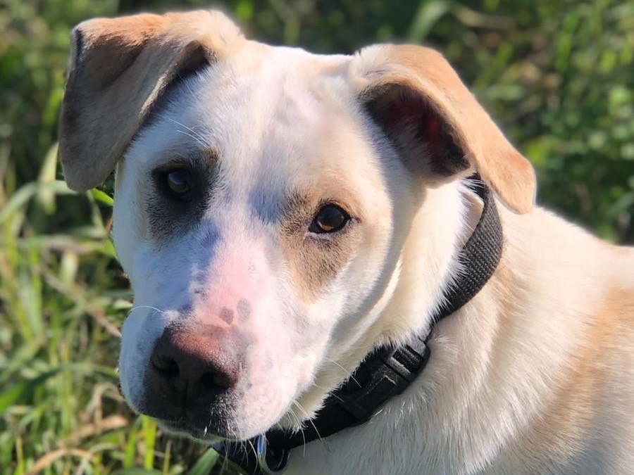 Adotta un cane, maschio, 6 mesi, Agrigento