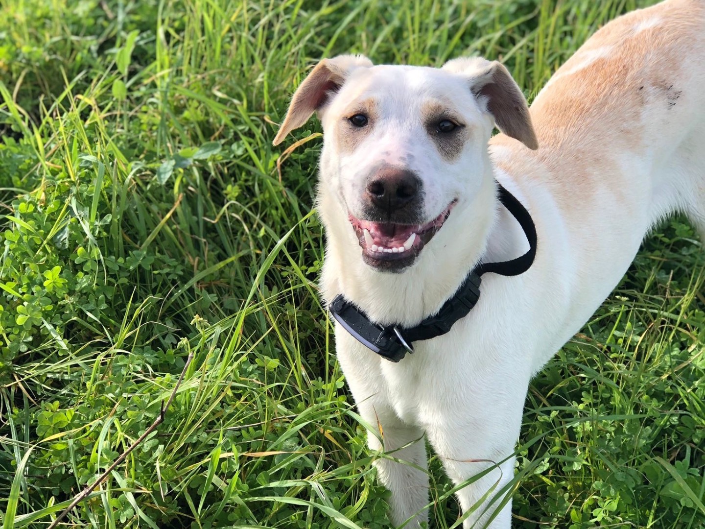 Adotta un cane, taglia media contenuta, maschio, Agrigento