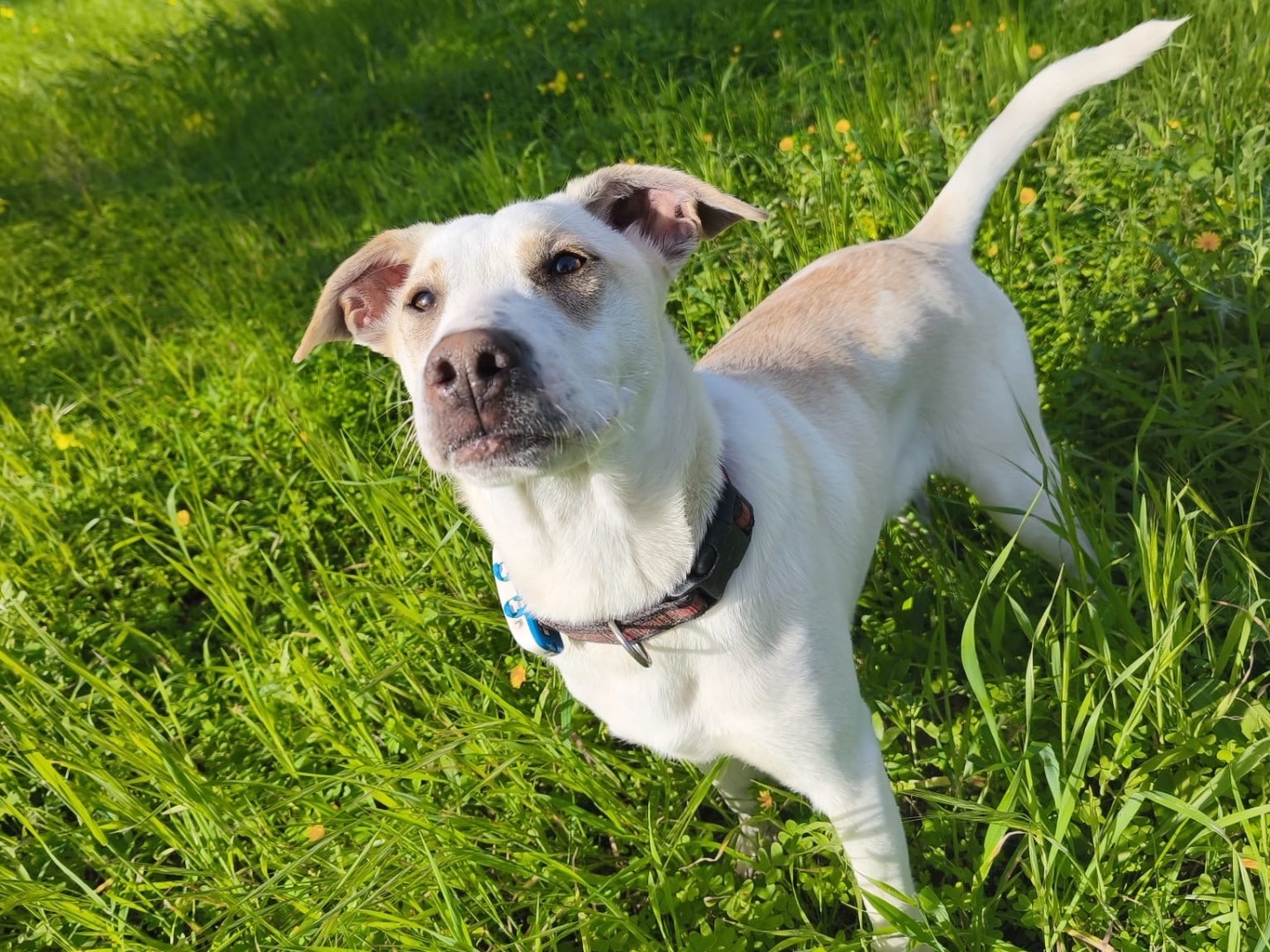 Vuoi adottare un cane a Agrigento?