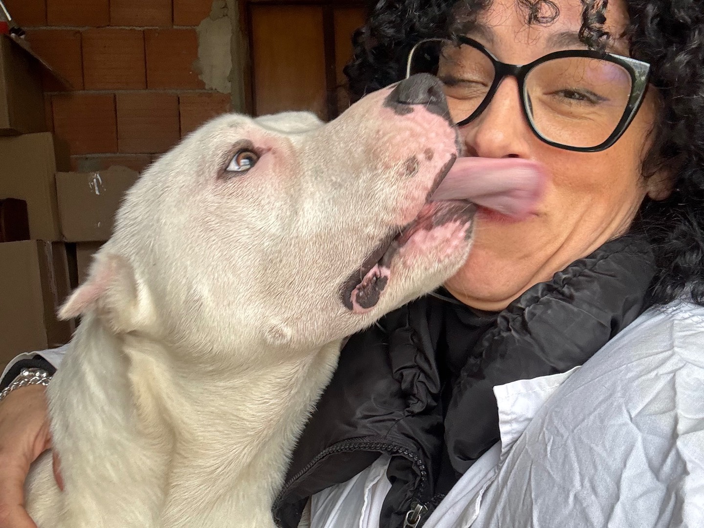 Vuoi adottare un cane a Agrigento?