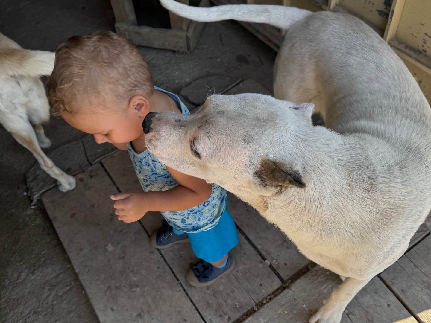Adotta il cane Marte  a Agrigento