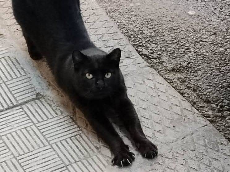 Adozione gatto, maschio, Razza sconosciuta Razza sconosciuta, 2 anni e 2 mesi, taglia non valida, Siracusa