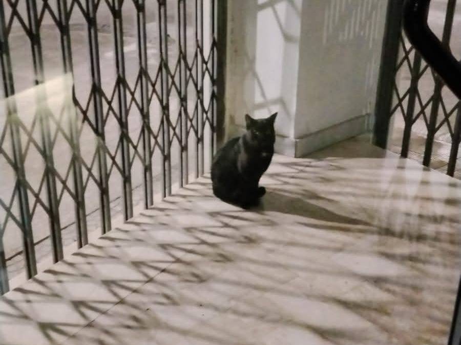 Adotta un gatto, maschio, 2 anni e 2 mesi, Siracusa