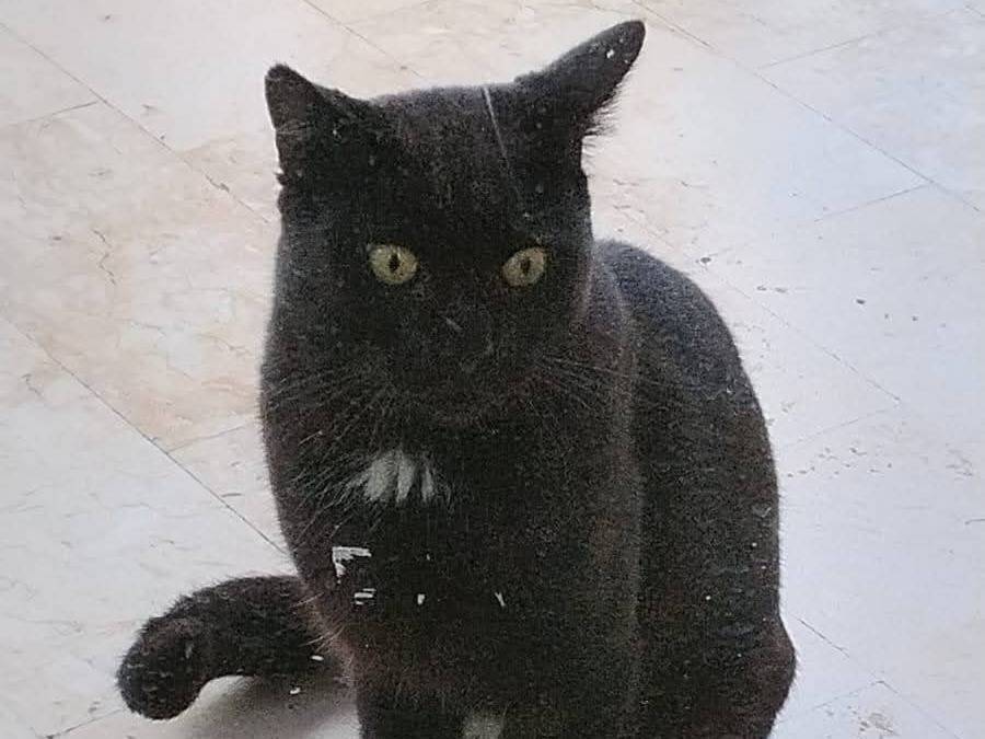 Vuoi adottare un gatto a Siracusa?