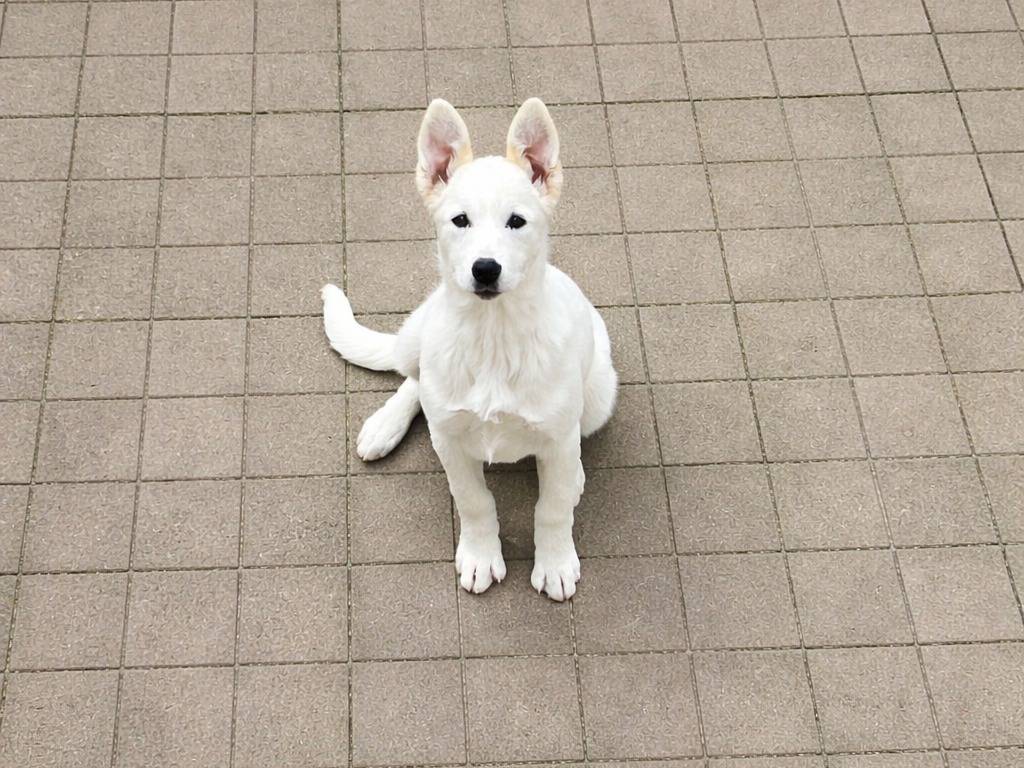 Adozione cane, femmina, Pastore svizzero Razza sconosciuta, 5 mesi, taglia media, Benevento