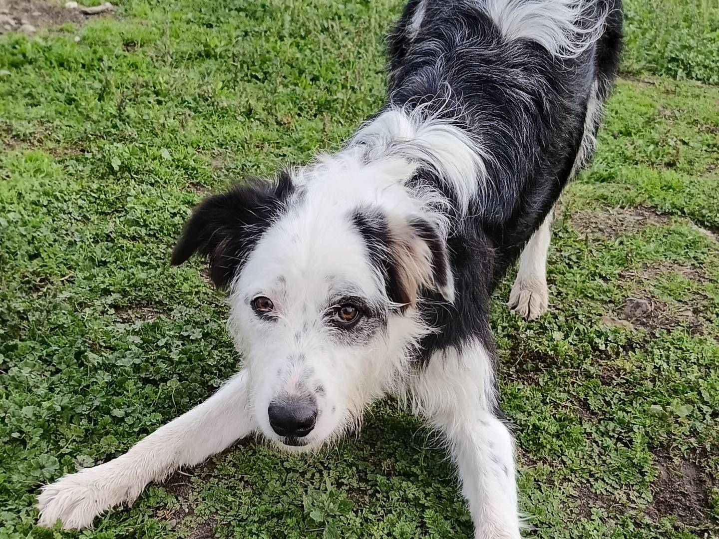 Adozione cane, femmina, Razza sconosciuta Razza sconosciuta, 1 anno e 3 mesi, taglia media, Sassari