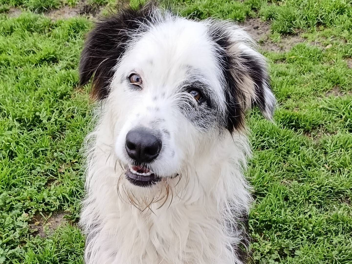 Adotta un cane, femmina, 1 anno e 3 mesi, Sassari