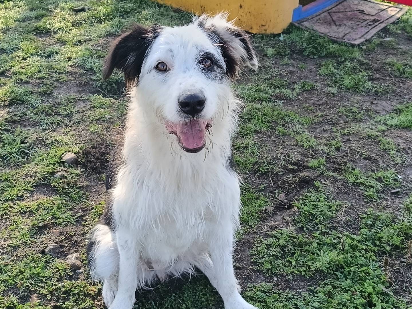 Adotta un cane, taglia media, femmina, Sassari