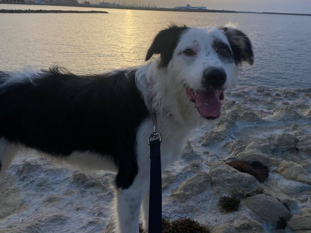 Vuoi adottare un cane a Sassari?