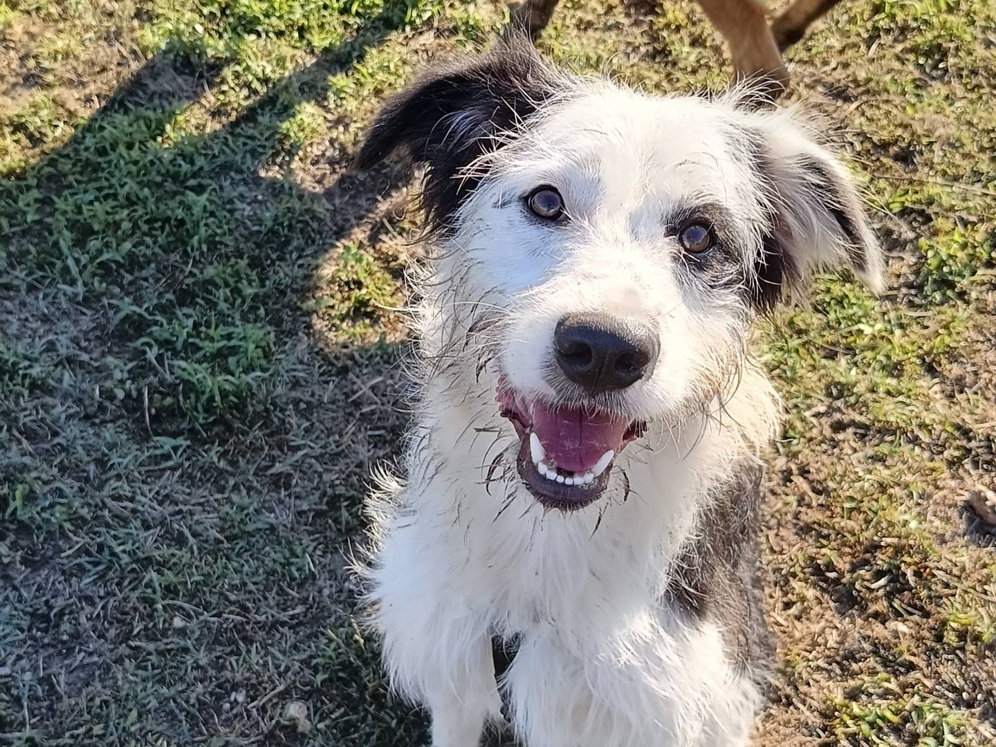 Adotta il cane Carolina a Sassari