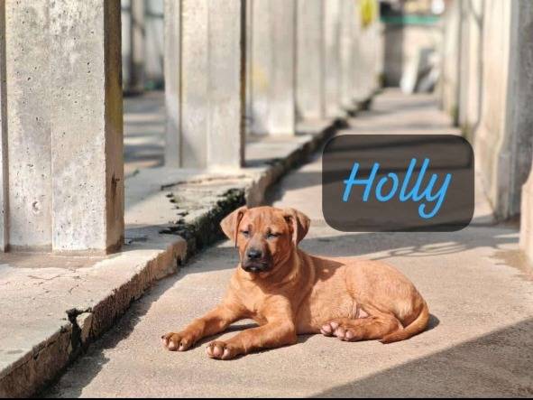 Adozione cane, maschio, Pitbull Razza sconosciuta, 3 mesi, taglia media, Benevento